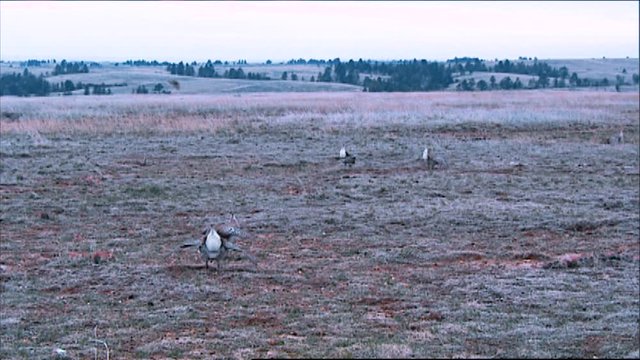 2010s - Sage brush grouse hunt in a wintry field.