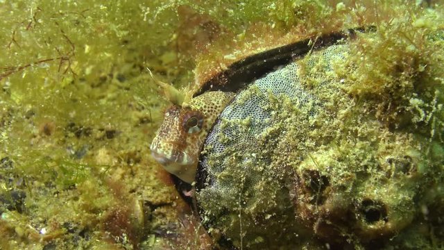 Tentacled blenny (Parablennius tentacularis). The male is on the bottom, medium shot. Black Sea.