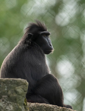 Makak czarny, makak murzyn, Macaca maura