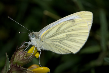 Green Veined White butterfly showing the underside of the wings.