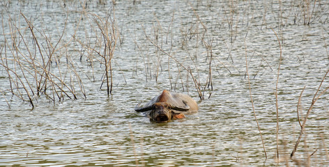 Buffalo quenching heat with water immersion