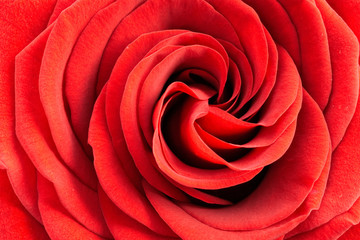 spiral of petals on a red rose, close up.