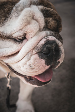 Retrato de un hermoso perro bulldog inglés, una simpática mascota