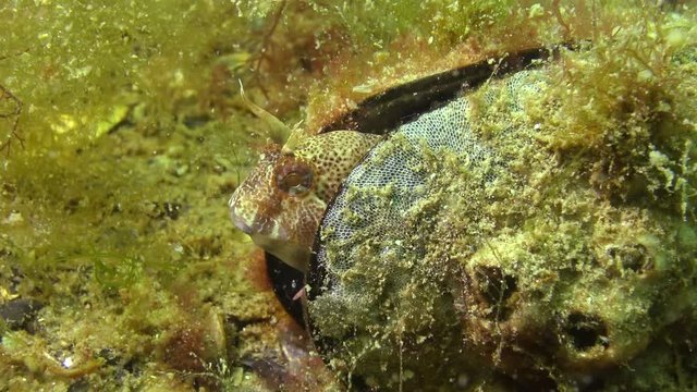 Tentacled blenny (Parablennius tentacularis). The male is on the bottom, medium shot. Black Sea.