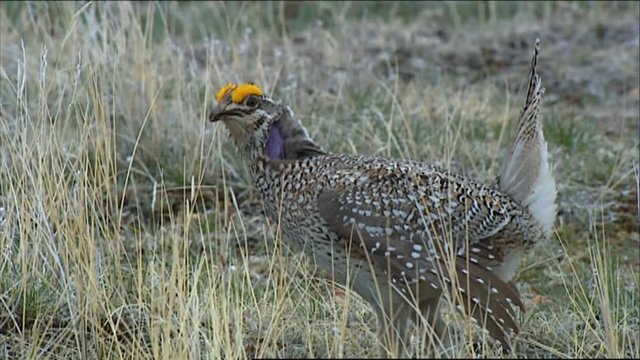 2010s - Close-ups show female sage brush grouse roosting in a field.