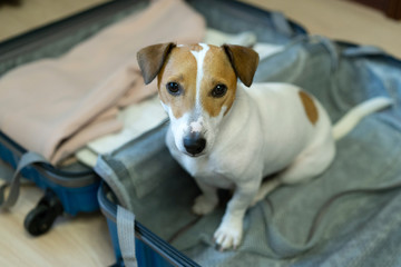 dog is sitting in suitcase. Jack Russell Terrier guards suitcase. Travel concept with pets
