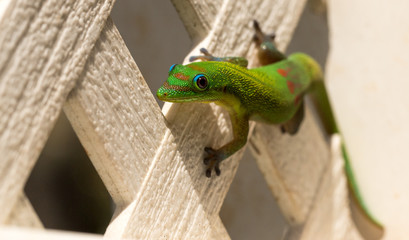 Gold Dust Day Gecko on Fence