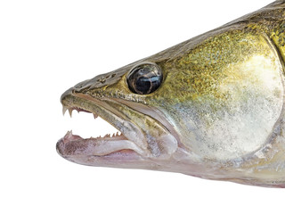 Fish Zander or Pike Perch Fish, isolated on a white background. Close-up. Predatory freshwater fish