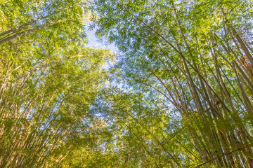 Forêt de bambous géants 