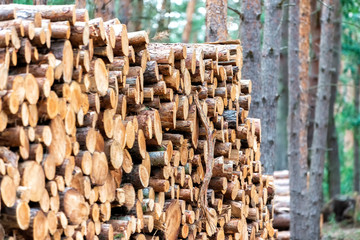 Holzstämme im Wald nach dem Fällen