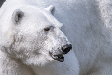 polar bear - 286036240