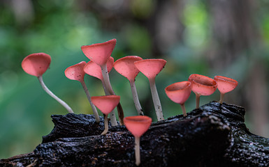 Small colorful mushrooms in the forest Called red cup mushrooms Or champagne mushrooms or cookeina sulcipes.