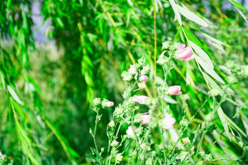 Obraz premium Field of cosmos flower, sunny weather defocused background