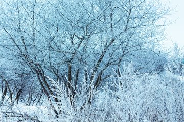 Fototapeta na wymiar Tree branches and grass covered with frost form a pattern. The plants are covered with frost in winter_