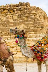 Camel near the great pyramids in Giza, Egypt