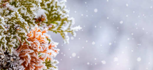 Branch of thuja on blurred background during snowfall, copy space_
