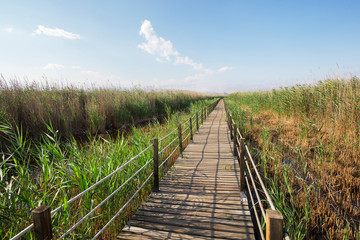 The reeds with bridge in bird sanctuary Turkey.