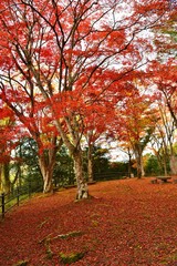 山の上の公園の紅葉と落ち葉です。