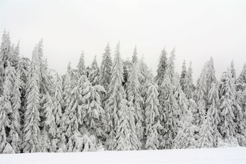 snow covered pine trees