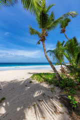 Paradise tropical beach. Coconut palms on sunny beach and turquoise sea.  Summer vacation and tropical beach concept.  