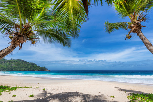 Palm trees on Sunny beach and turquoise sea in Seychelles. Summer vacation and tropical beach concept. © lucky-photo
