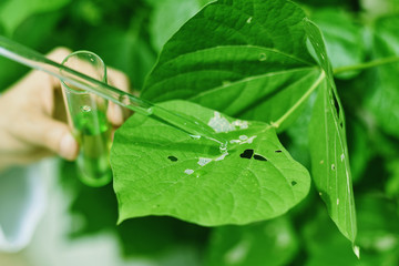 Plant disease, Agriculture and plant species improvement analysis, Scientist testing pesticide on browning leaf damage.