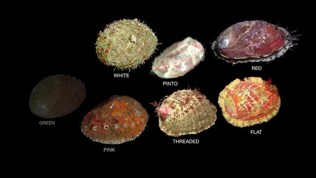 An infographic of the eight specifies of California Abalone shellfish