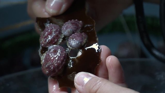 A person handling white California Abalone shellfish, 2010s