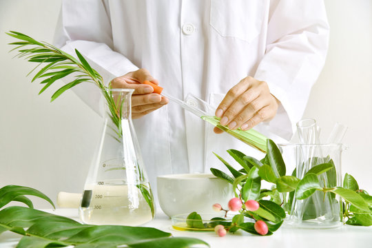 Medicinal herbal plant analysis, Natural organic botany drug research and development, Scientist formulating plant derived supplement medicine, Alternative traditional herbal remedies.