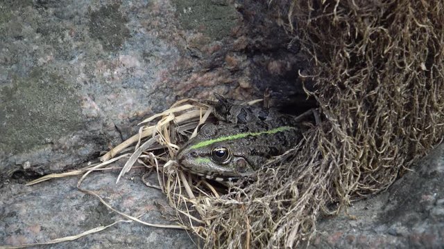 The marsh frog (Pelophylax ridibundus) hiding among the roots of the plant near the South Bug River, the village of Migeya, Ukraine