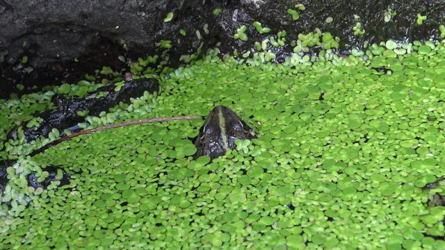 The marsh frog (Pelophylax ridibundus) among duckweeds floating on the water near the South Bug River, Migeya village, Ukraine