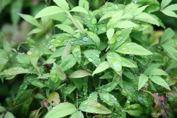  生い茂る低木の葉