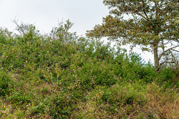 Spreading Noxious Lantana Weed Spreading In An Australian Rainforest