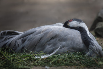 common crane