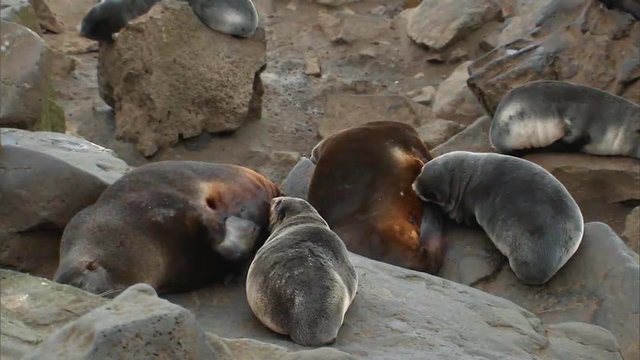 A group of Northern Fur Seals and their cubs on a beach on the Pribilof Islands