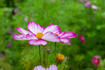 flower Cosmos bipinnatus close-up. Delicate pink fresh petal with a bright magenta edge