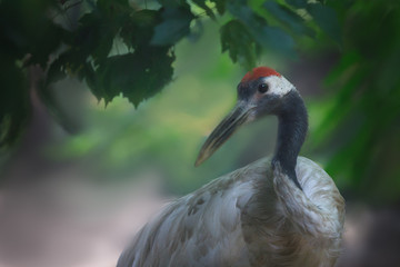 Fototapeta premium japanese crane