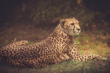 cheetah in grass