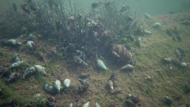 Freshwater gastropods on a stone in the South Bug River, Ukraine