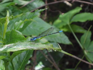 dragonfly on leaf