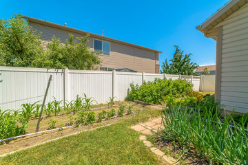 Home backyard with various vibrant green plants under blue sky on a sunny day