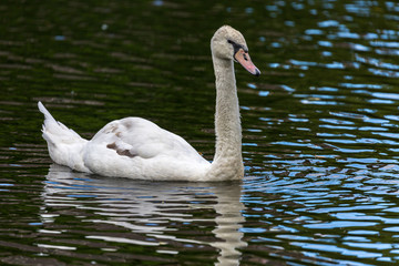 Swan in water