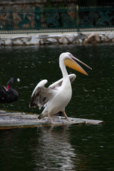Pelican in water
