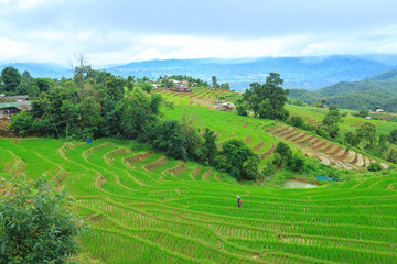 Fototapeta na wymiar green rice terraces on holiday at pa bong paing village, Mae-Jam Chiang mai, Thailand