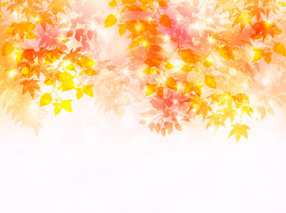 紅葉　もみじ　葉　背景 