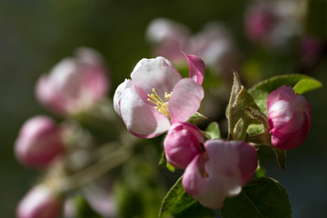 Branch of blossom apple.