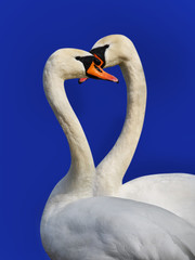 Fototapeta premium Two white swans.