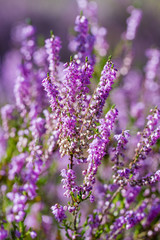 Violet heathers in a wood.