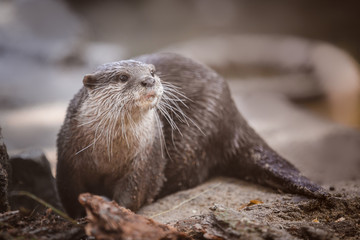 otter