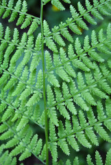 Fern background